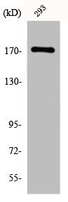 Western Blot analysis of 293 cells using EGFR Polyclonal Antibody