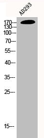 Western Blot analysis of AD293 cells using EGFR Polyclonal Antibody