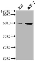 Western Blot
Positive WB detected in: 293 whole cell lysate, MCF-7 whole cell lysate
All lanes: ATF4 antibody at 1:2000
Secondary
Goat polyclonal to rabbit IgG at 1/50000 dilution
Predicted band size: 39 kDa
Observed band size: 50 kDa
