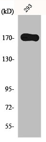 Western Blot analysis of 293 cells using EGFR Polyclonal Antibody