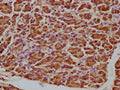 IHC image of CSB-PA002276LA01HU diluted at 1:100 and staining in paraffin-embedded human pancreatic tissue performed on a Leica BondTM system. After dewaxing and hydration, antigen retrieval was mediated by high pressure in a citrate buffer (pH 6.0). Section was blocked with 10% normal goat serum 30min at RT. Then primary antibody (1% BSA) was incubated at 4°C overnight. The primary is detected by a biotinylated secondary antibody and visualized using an HRP conjugated SP system.