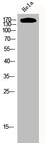 EGFR Antibody – Figure 1 of 2