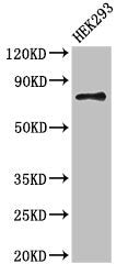 ATG7 Antibody, Biotin conjugated – Figure 1 of 3
