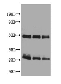 Rabbit anti-Rat IgG Antibody – Figure 1 of 1