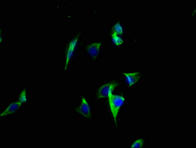 Immunofluorescence staining of A549 cells with CSB-PA002340LA01HU at 1:100, counter-stained with DAPI. The cells were fixed in 4% formaldehyde, permeabilized using 0.2% Triton X-100 and blocked in 10% normal Goat Serum. The cells were then incubated with the antibody overnight at 4°C. The secondary antibody was Alexa Fluor 488-congugated AffiniPure Goat Anti-Rabbit IgG(H+L).