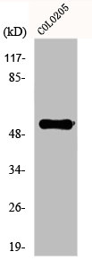 Western Blot analysis of COLO205 cells using EP4 Polyclonal Antibody