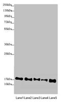 Western blot All lanes: ATP5F1D antibody at 2.44µg/ml Lane 1: Mouse heart tissue Lane 2: Raji whole cell lysate Lane 3: NIH/3T3 whole cell lysate Lane 4: A549 whole cell lysate Lane 5: HepG2 whole cell lysate Secondary Goat polyclonal to rabbit IgG at 1/10000 dilution Predicted band size: 18 kDa Observed band size: 18 kDa