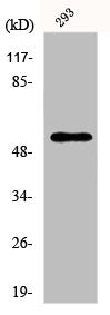 Western Blot analysis of 293 cells using Ephrin-B1/2 Polyclonal Antibody