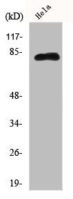 Western Blot analysis of Hela cells using Eps8L2 Polyclonal Antibody