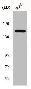 ERBB3 Antibody – Figure 1 of 1