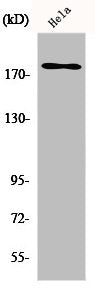 ERBB3 Antibody – Figure 1 of 1