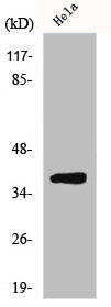 Western Blot analysis of MCF7 cells using ERdj3 Polyclonal Antibody