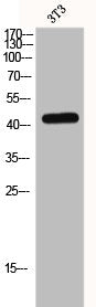 Western Blot analysis of 3T3 cells using ERK 1 Polyclonal Antibody
