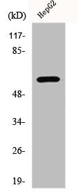 Western Blot analysis of HepG2 cells using ERK 8 Polyclonal Antibody