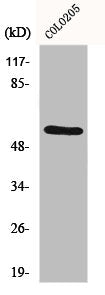 Western Blot analysis of COLO205 cells using ERβ Polyclonal Antibody