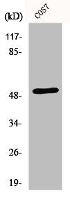 Western Blot analysis of COS7 cells using ETAR Polyclonal Antibody