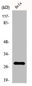 FADD Antibody – Figure 1 of 1