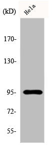 Western Blot analysis of HeLa cells using Fer Polyclonal Antibody