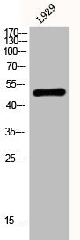 Western Blot analysis of L929 cells using Fibulin-5 Polyclonal Antibody