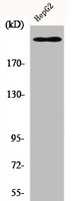 Western Blot analysis of HepG2 cells using Flk-1 Polyclonal Antibody