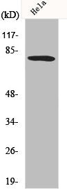 FOXO1 Antibody – Figure 1 of 2