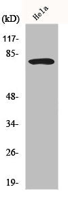 FOXO1 Antibody – Figure 1 of 2