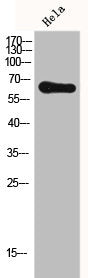 Western Blot analysis of HELA cells using Frizzled-7 Polyclonal Antibody
