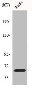 Western Blot analysis of COS7 cells using Frizzled-9 Polyclonal Antibody