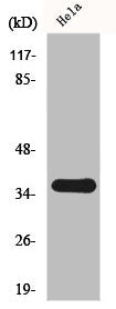 Western Blot analysis of Hela cells using FRP-2 Polyclonal Antibody