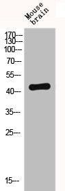 Western Blot analysis of MOUSE-BRAIN cells using Fusin Polyclonal Antibody