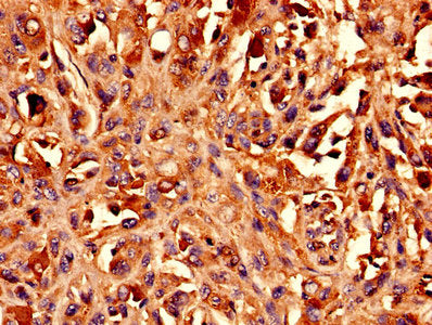 BCAT1 Antibody, Biotin conjugated – Figure 1 of 3
