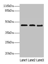 BCAT2 Antibody, HRP conjugated – Figure 1 of 2
