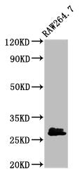BCL2L1 Antibody, Biotin conjugated – Figure 1 of 4