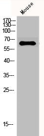 Western Blot analysis of mouse cells using GAD-65/67 Polyclonal Antibody