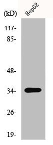 Western Blot analysis of HepG2 cells using Galectin-9 Polyclonal Antibody