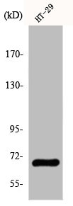 Western Blot analysis of COLO205 cells using GBP3 Polyclonal Antibody