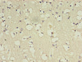 BDNF Antibody, Biotin conjugated – Figure 1 of 2
