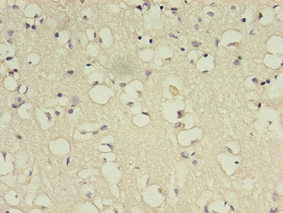 BDNF Antibody, Biotin conjugated – Figure 1 of 2