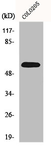 Western Blot analysis of COLO205 cells using GDF-9 Polyclonal Antibody
