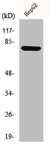 Western Blot analysis of HepG2 cells using MMP-9 Polyclonal Antibody