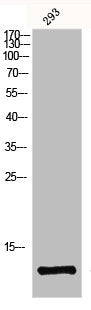 Western Blot analysis of 293 cells using Ghrelin Polyclonal Antibody
