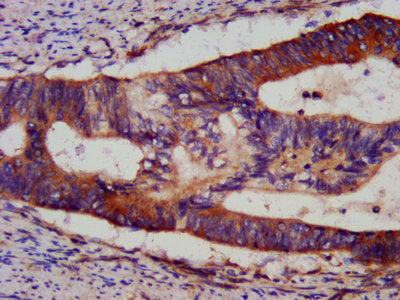BID Antibody, FITC conjugated – Figure 1 of 1