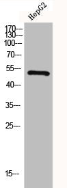 Western Blot analysis of HepG2 cells using GLP-1R Polyclonal Antibody