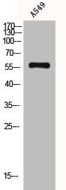 Western Blot analysis of A549 cells using Glucosidase IIβ Polyclonal Antibody