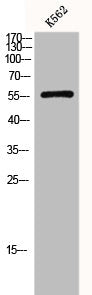 Western Blot analysis of K562 cells using Glut1 Polyclonal Antibody