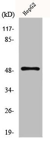 SLC2A4 Antibody – Figure 1 of 2