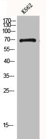 Western Blot analysis of K562 cells using GNL1 Polyclonal Antibody