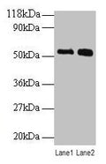 BMP3 Antibody, FITC conjugated – Figure 1 of 2