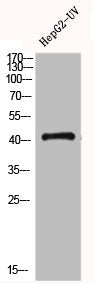 Western Blot analysis of HEPG2-UV cells using GPR120 Polyclonal Antibody