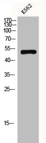 Western Blot analysis of k562 cells using GPR152 Polyclonal Antibody